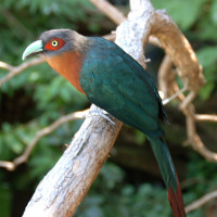 Chestnut-breasted Malkoha
